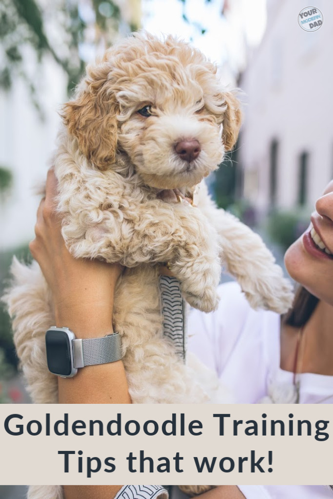 Goldendoodle Training - 4 tips that work 