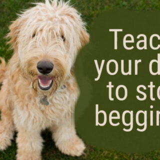 teaching dog to stop begging